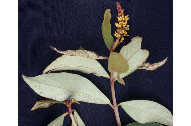 Brazil-endemic plant genus Mcvaughia highlights diversity in a unique biome