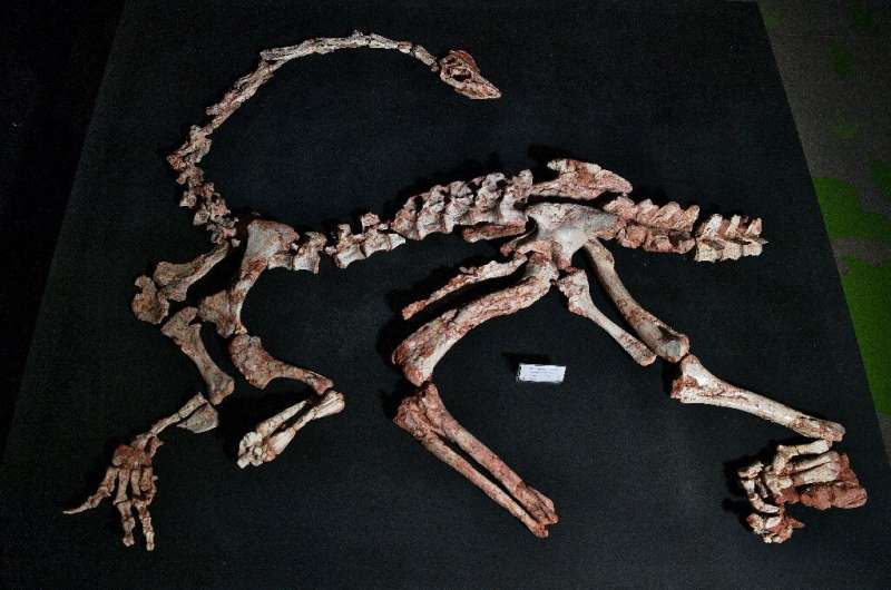 Brazilian researchers have found a nearly complete fossilized skeleton of the Macrocollum itaquii, the oldest long-necked dinosa