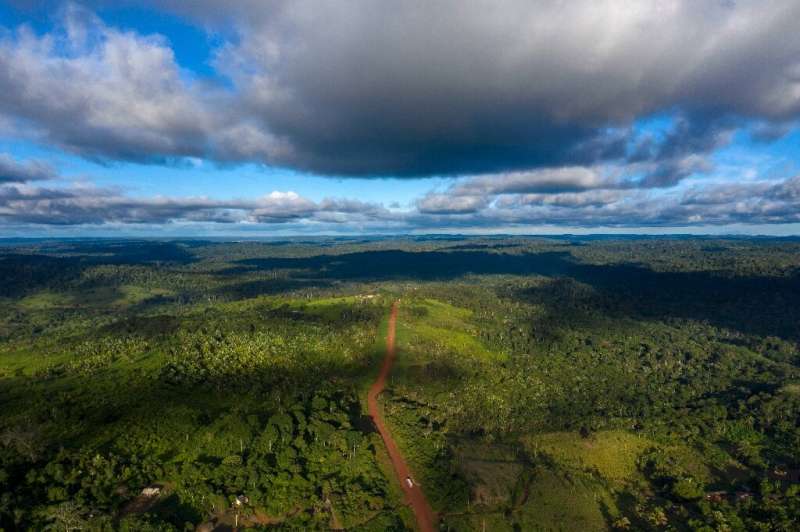 Brazil's rich biodiversity is under attack from multiple fronts, including landowners who cut down multi-storied trees to make w