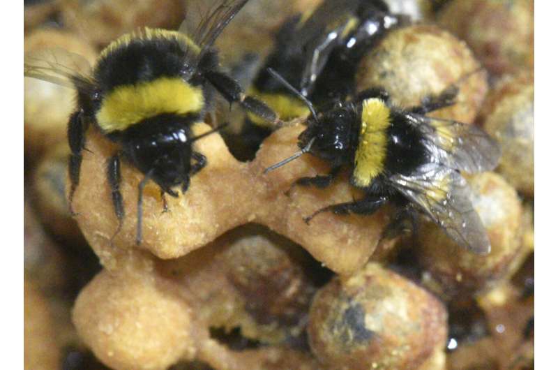 Bumble bee workers sleep less while caring for young