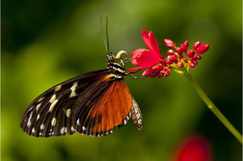 Butterflies and plants evolved in sync, but moth 'ears' predated bats