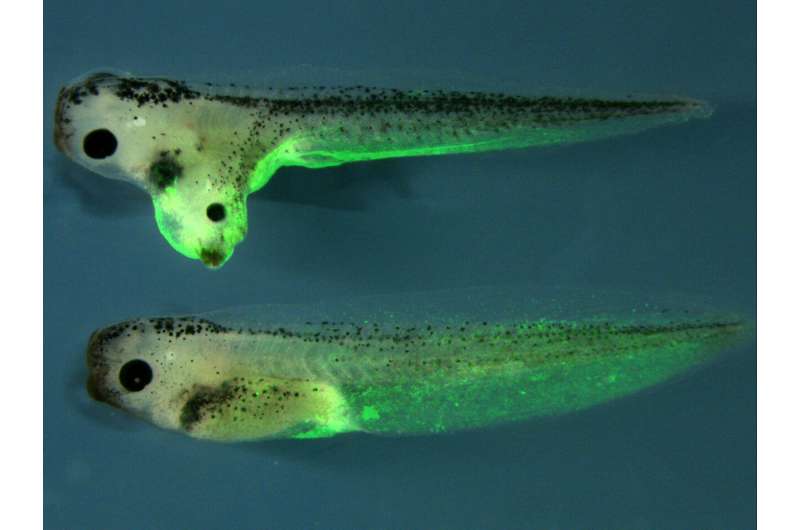 By cutting out one gene, researchers remove a tadpole's ability to regenerate