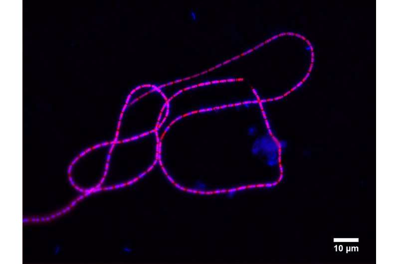 Cable bacteria: Living electrical wires with record conductivity