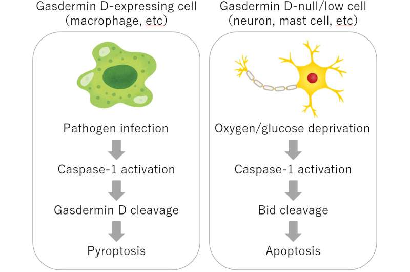 Caspase-1 initiates apoptosis, but not pyroptosis, in the absence of gasdermin D