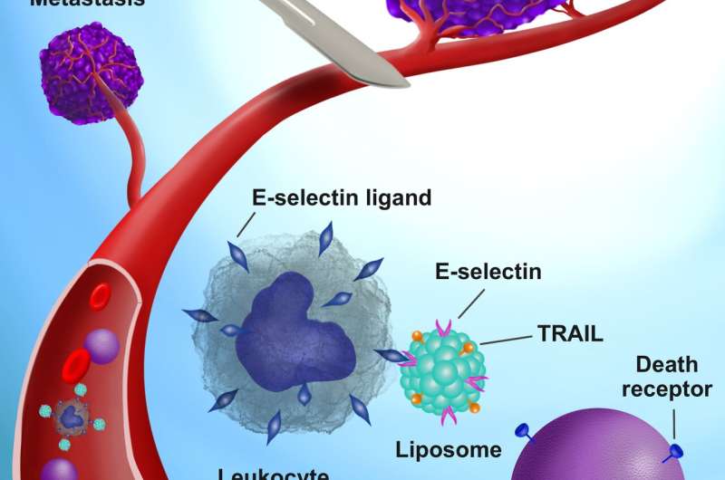 Cellular soldiers designed to kill cancer cells that get loose during surgery
