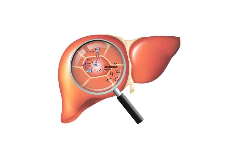 CeMM PR -- Immunity -- Master regulator of liver metabolism identified during infection
