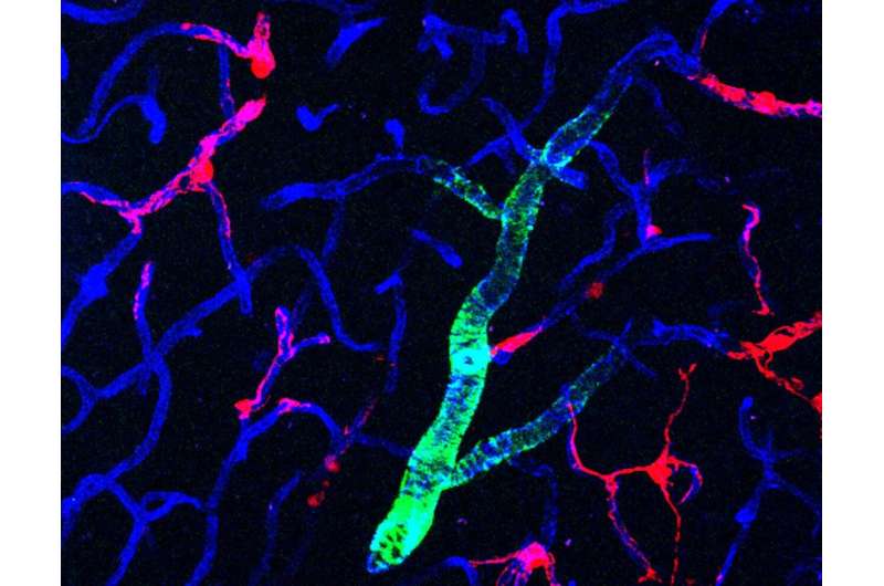 Certain cells secrete a substance in the brain that protects neurons, USC study finds