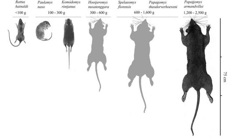 Changes in rat size reveal habitat of 'Hobbit' hominin