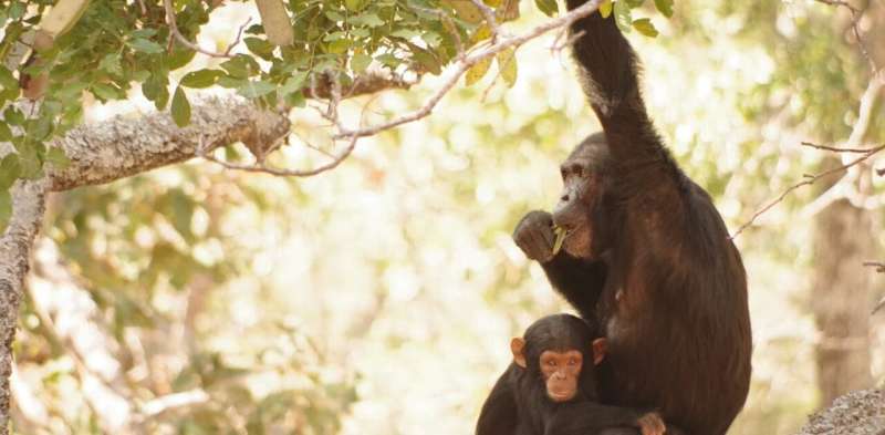 Chimpanzees are being killed by poachers – researchers like us are on the frontline protecting them