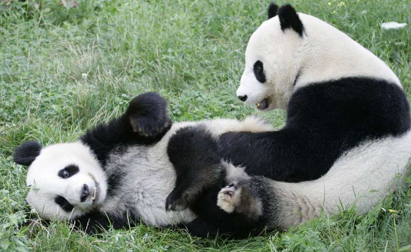 Chinese official hands over new panda to Vienna zoo