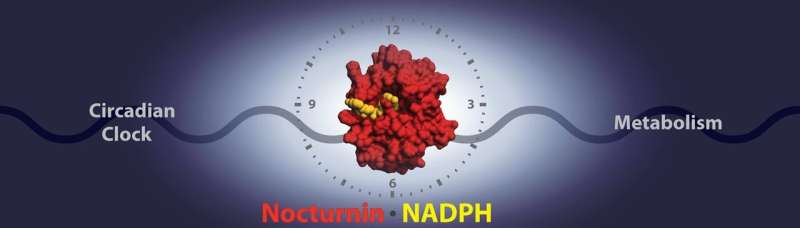 Circadian clock and fat metabolism linked through newly discovered mechanism