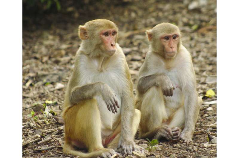 Close friends help macaques survive