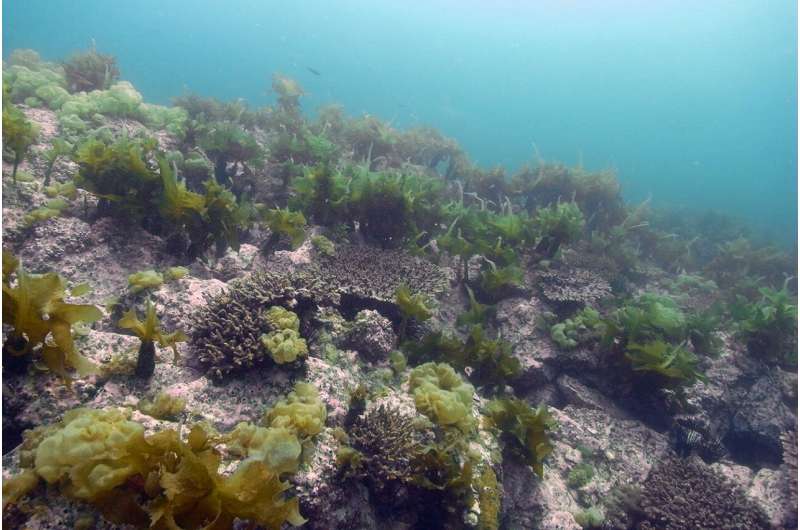 Coral reefs shifting away from equator