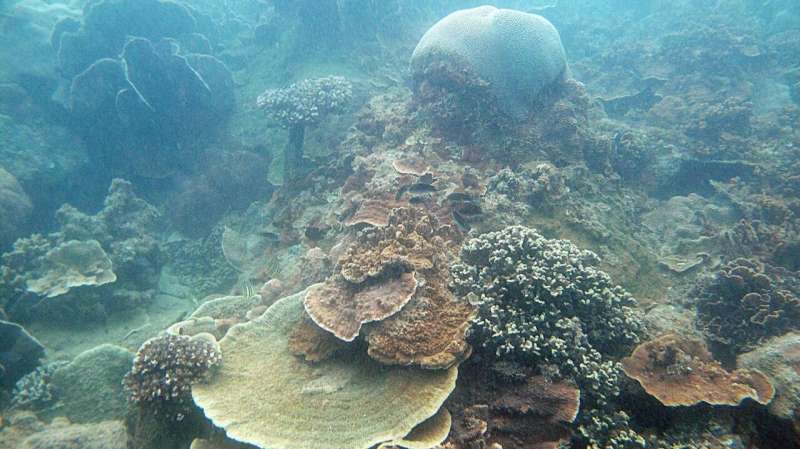 Corals in Singapore likely to survive sea-level rise: NUS study
