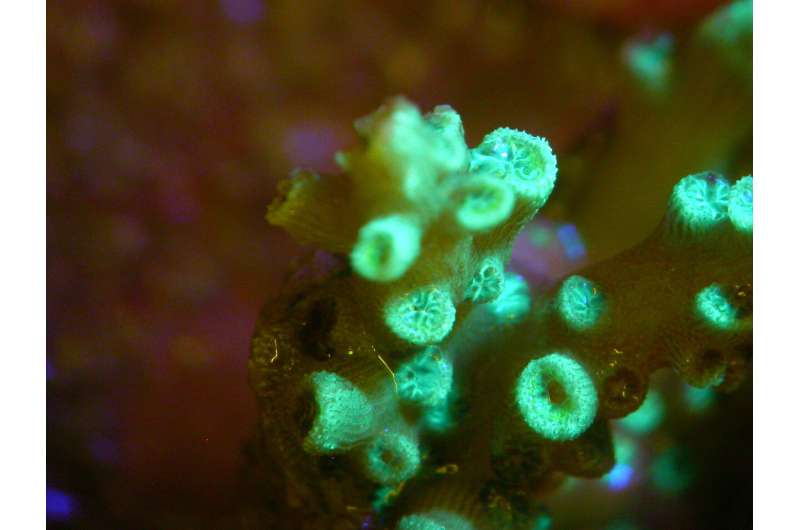 Corals light the way to a healthy partnership