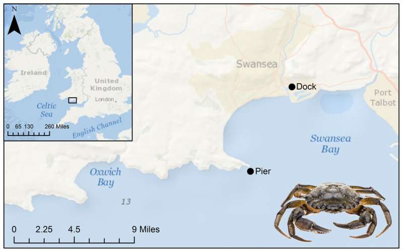 Crab disease poses threat to shellfish stocks