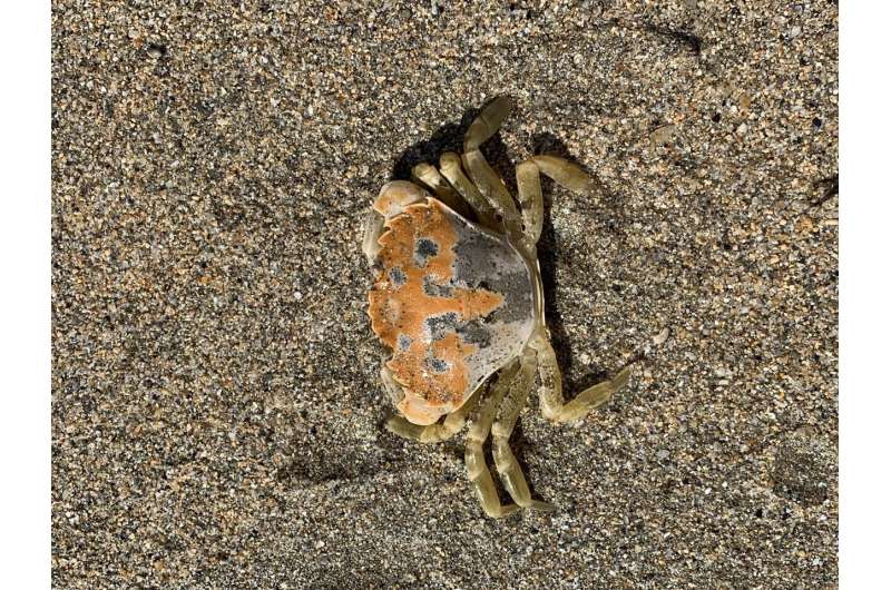 Crabs' camouflage tricks revealed