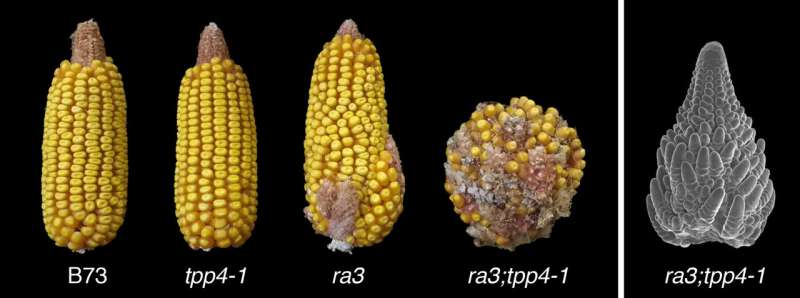 Crop yield in maize influenced by unexpected gene 'moonlighting'