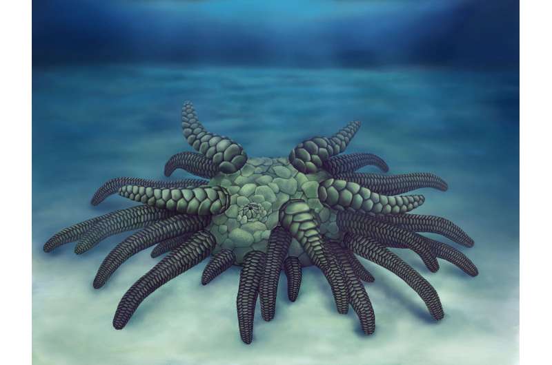 'Cthulhu' fossil reconstruction reveals monstrous relative of modern sea cucumbers