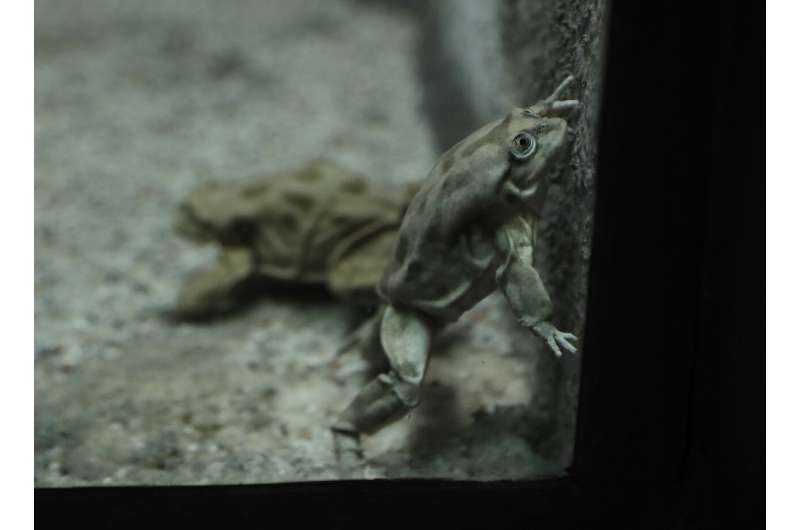 Czech zoo hopes to spawn endangered South American frogs