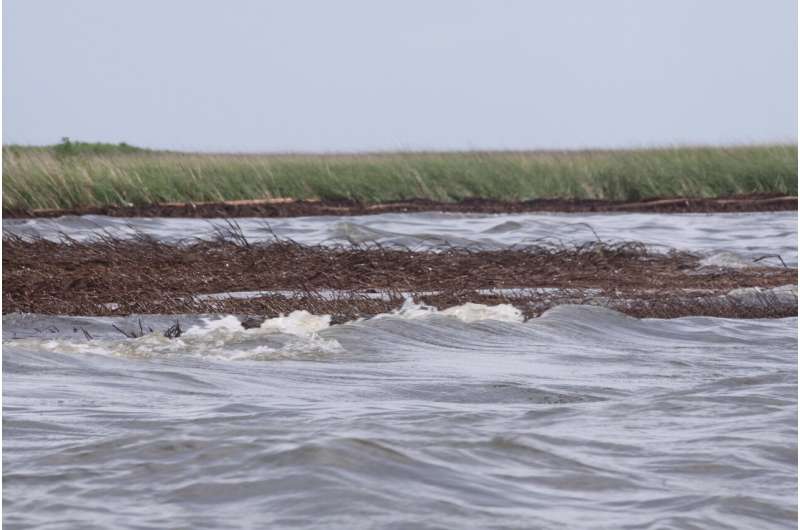 Dead roots double shoreline loss in gulf