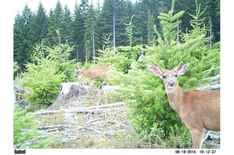 Deer and elk can help young Douglas-fir trees under some conditions