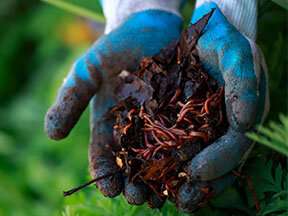 Deer, invasive earthworms gang up to damage forested areas