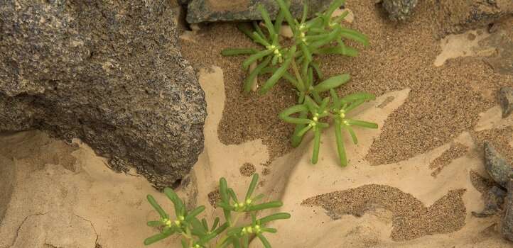 Desert bacteria protect food crops from salt toxicity