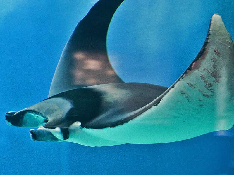 Devil rays may have unknown birthing zone