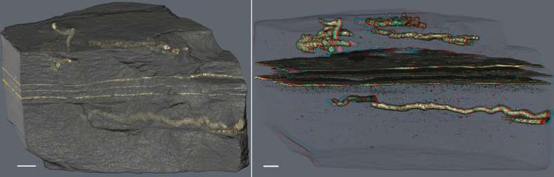 Discovery of the oldest evidence of mobility on Earth