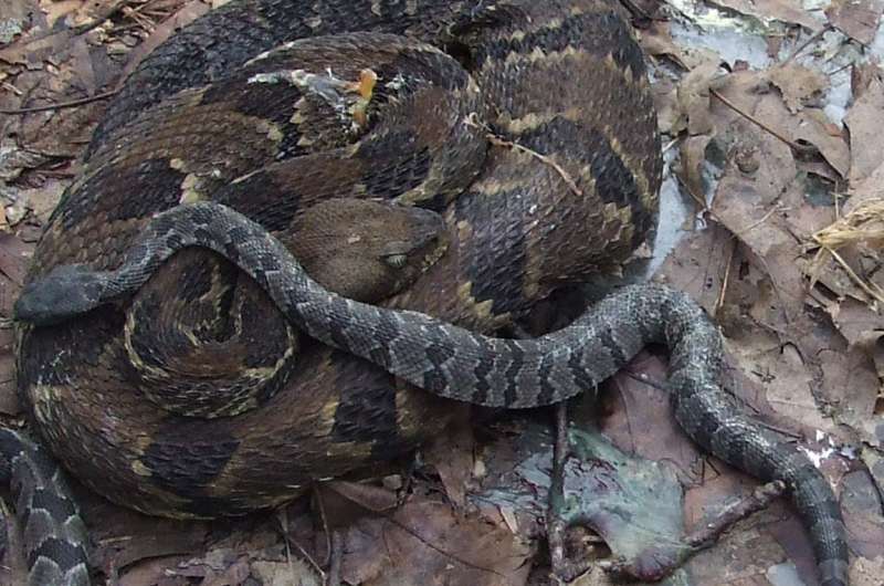 Does mountaintop removal also remove rattlesnakes?
