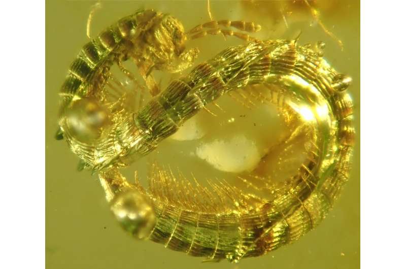Dwarfs under dinosaur legs: 99-million-year-old millipede discovered in Burmese amber