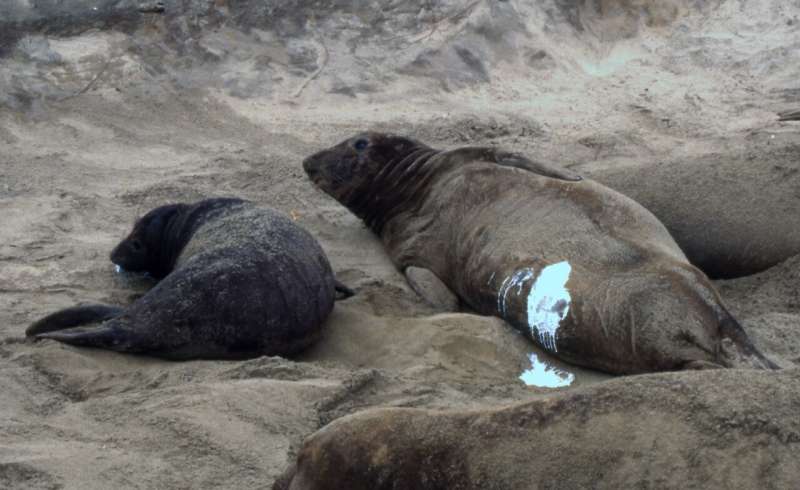 Elephant seal 'supermoms' produce most of the population, study finds