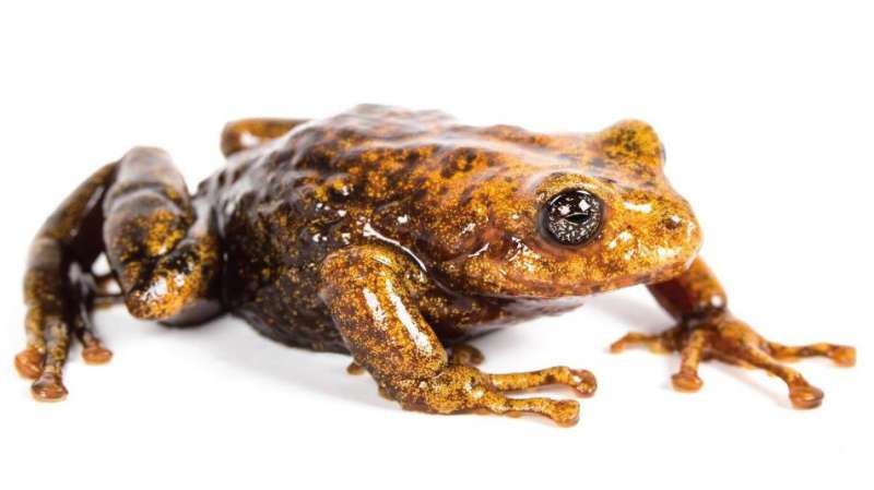 Eleven new species of rain frogs discovered in the tropical Andes