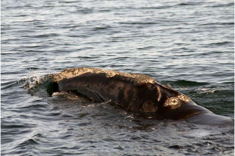 Endangered whales react to environmental changes