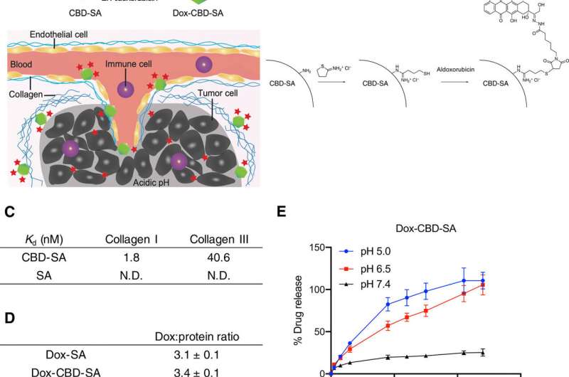Engineering collagen-binding serum albumin (CBD-SA) as a drug conjugate carrier for cancer therapy