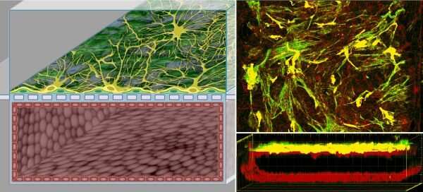 Enhanced human Blood-Brain Barrier Chip performs in vivo-like drug and antibody transport