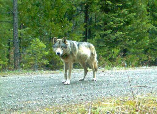 Environmental groups withdraw from Oregon wolf plan talks