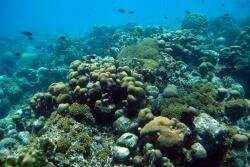 Even Coral Reefs are affected by socio-economics