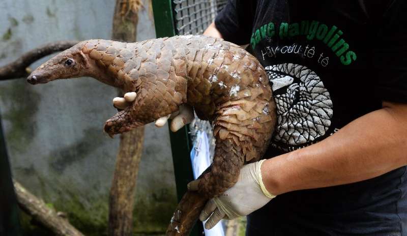 Even though their scales have been scientifically proven to be medicinally useless, the pangolin has become the world's most tra