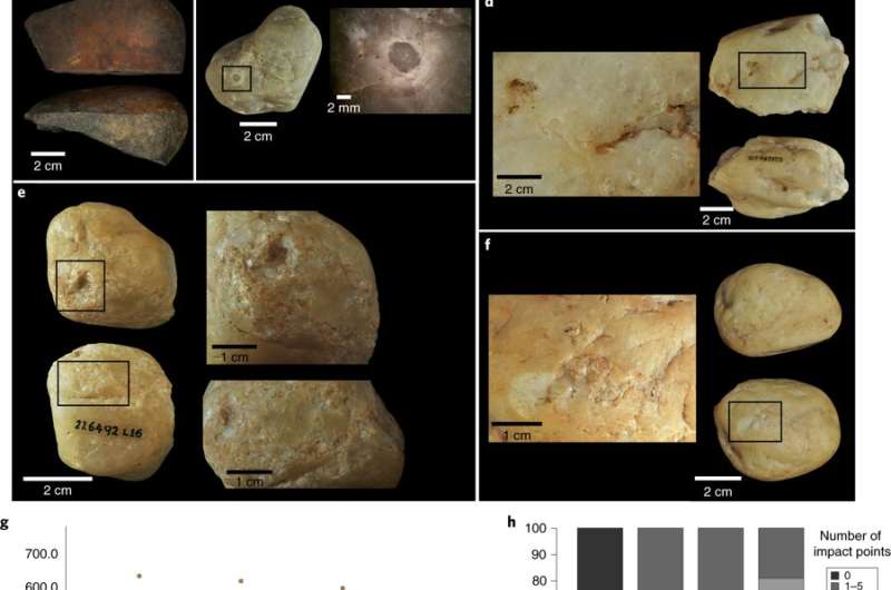 Evidence found of capuchin monkeys using tools 3000 years ago