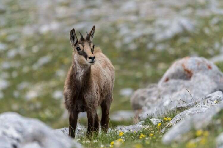 Expansion of the tourism zones in Pirin National Park a threat to the chamois population, says WWF-bulgaria