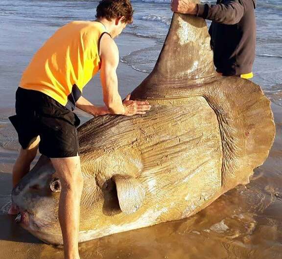 Experts say this enormous specimen was actually only average size and the species can grow up to 2.5 tons (2,200 kgs)