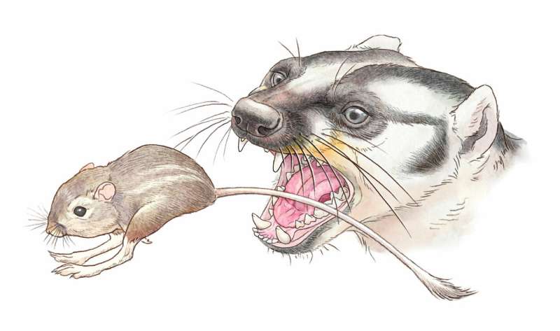 Extinct weasel relative with confounding skull likely ate meat with a side of veggies
