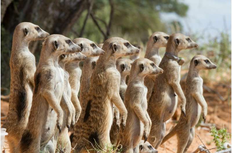 Fate of meerkats tied to seasonal climate effects
