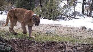 Fearing cougars more than wolves, Yellowstone elk manage threats from both predators