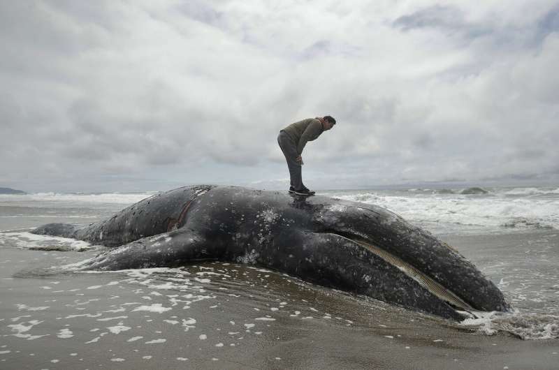 Feds to investigate spike in gray whale deaths on West Coast