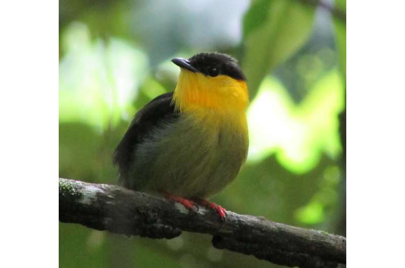 Female manakins use male mating call when implanted with male hormones