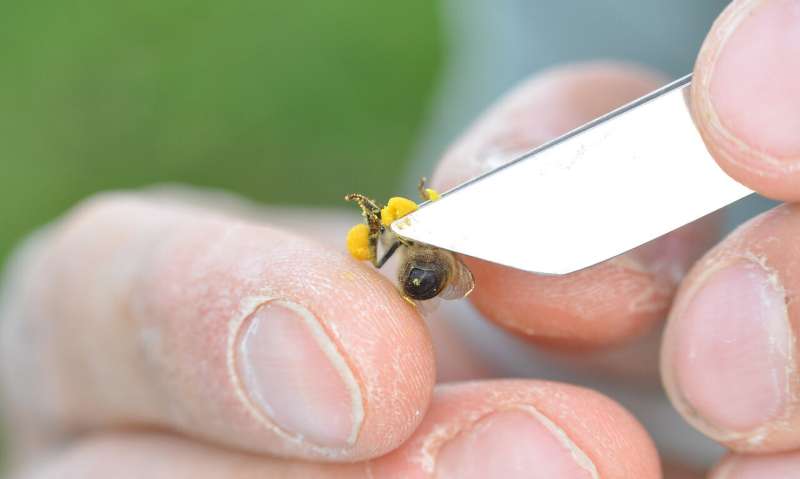 Field trial with neonicotinoids: Honeybees are much more robust than bumblebees