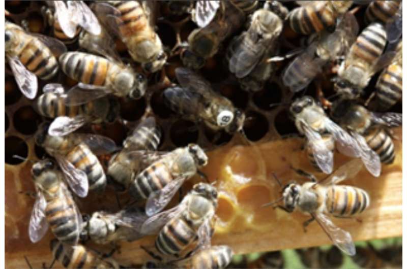 Finding an elusive mutation that turns altruism into selfish behavior among honeybees